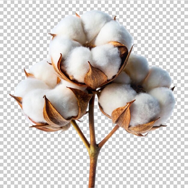 flor de planta de algodão isolada em fundo branco