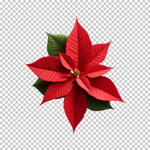 PSD flor de poinsettia isolada em fundo transparente