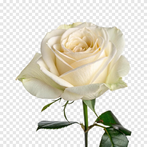 Flor de rosa branca isolada em fundo branco transparente b