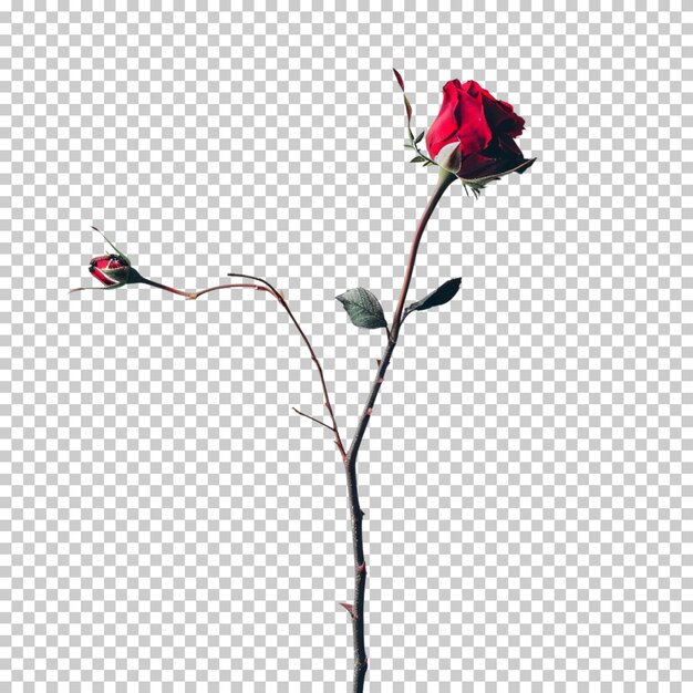 PSD flor de rosa e buquê png isolados em fundo transparente