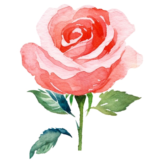 PSD flor de rosa pintada a aquarela elemento de design desenhado à mão isolado em fundo transparente