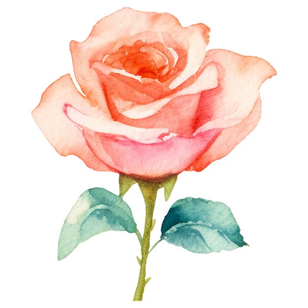 PSD flor de rosa pintada a aquarela elemento de design desenhado à mão isolado em fundo transparente