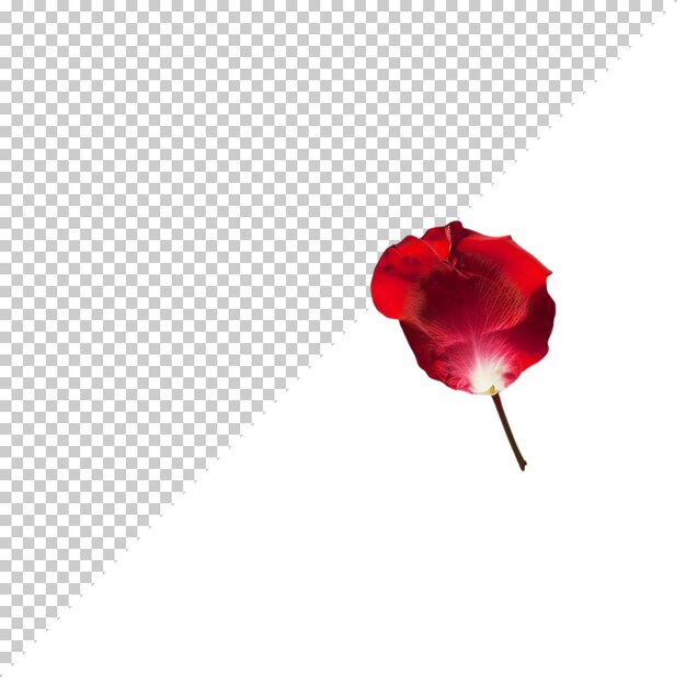 Flor de rosa png isolada em fundo transparente