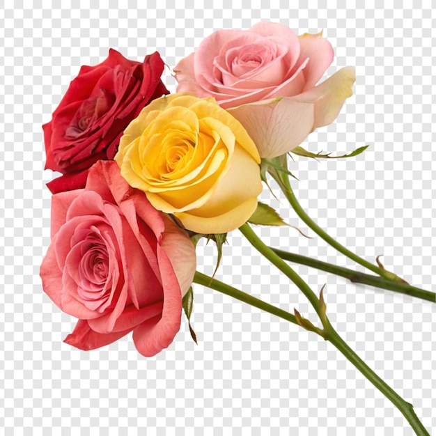 Flor de rosa png isolada em fundo transparente