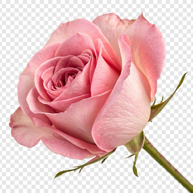 Flor de rosa png isolada em fundo transparente