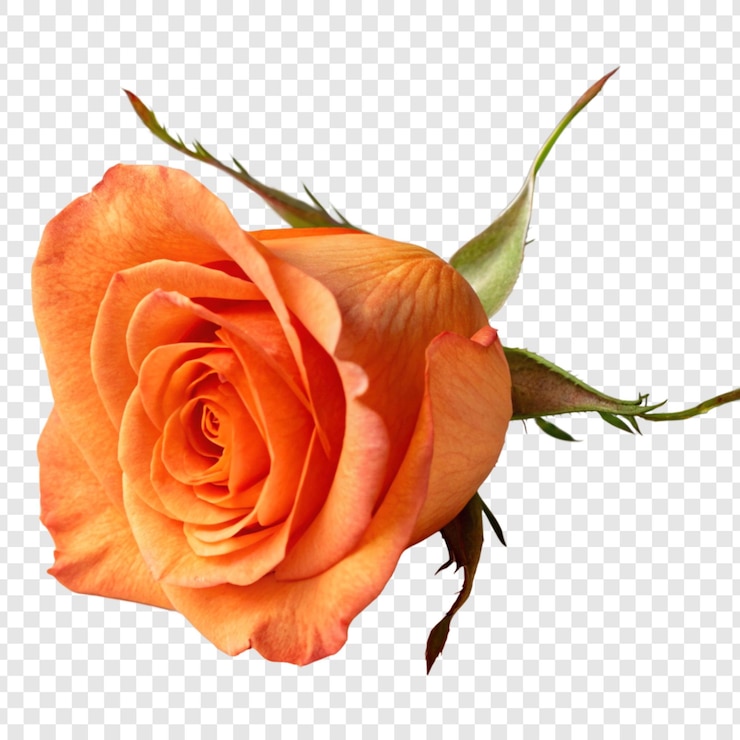 PSD flor de rosa png isolada em fundo transparente