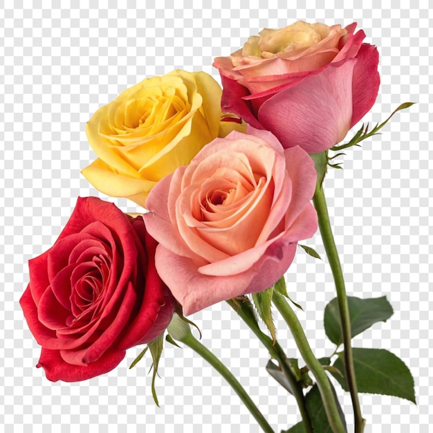 Flor de rosa png isolada em fundo transparente