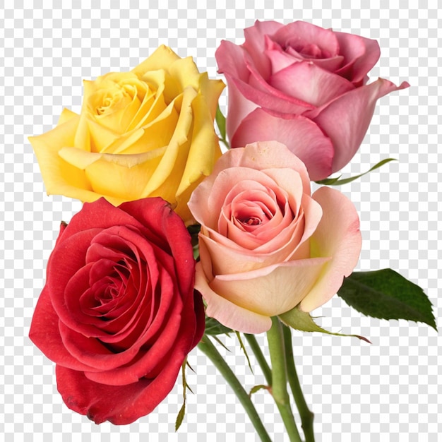 Flor de rosa png isolada em fundo transparente