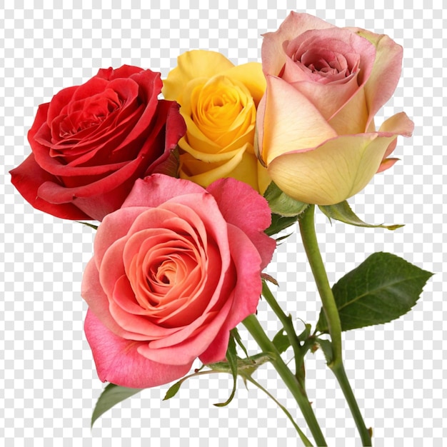 Flor de rosa png isolada em fundo transparente