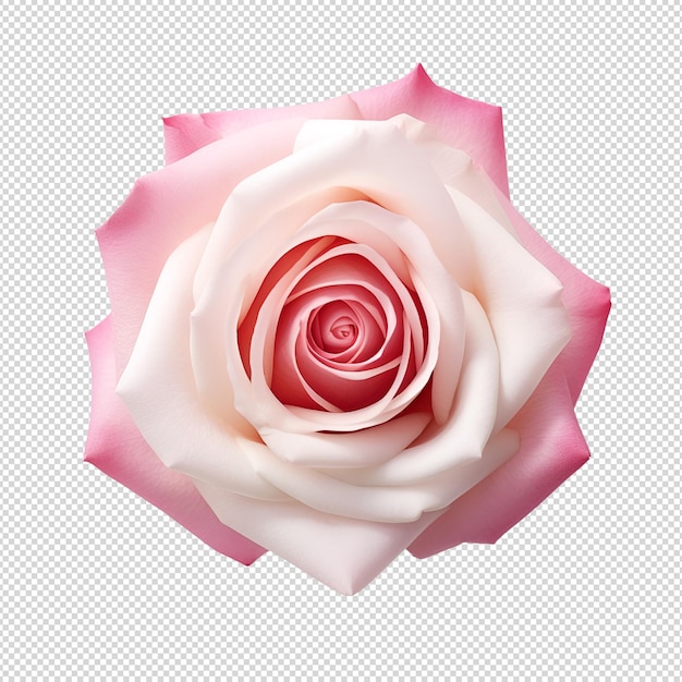 PSD flor de rosa png isolada em transparente