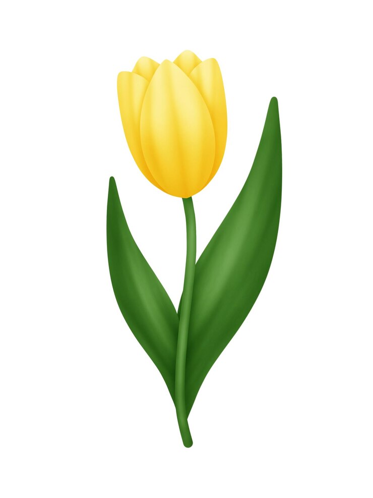 Flor de tulipa amarela e bonita.
