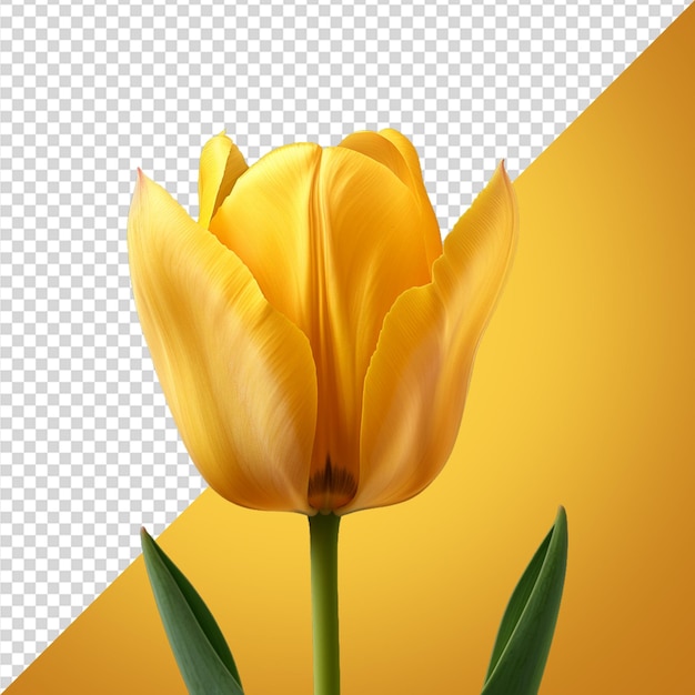 PSD flor de tulipa em png