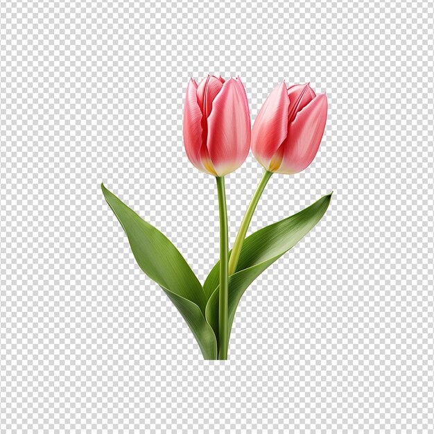 PSD flor de tulipa isolada em fundo transparente png