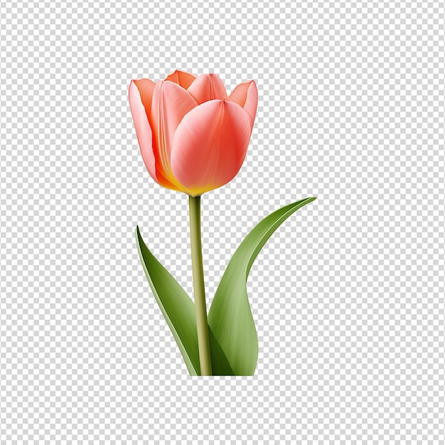 PSD flor de tulipa isolada em fundo transparente png