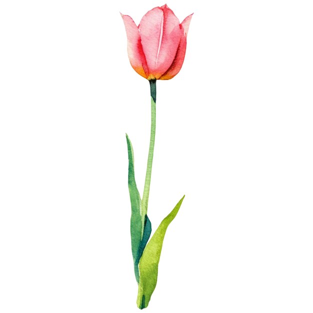 PSD flor de tulipa pintada a aquarela elemento de design desenhado à mão isolado em fundo transparente