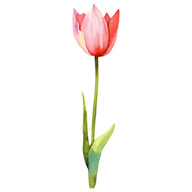 PSD flor de tulipa pintada a aquarela elemento de design desenhado à mão isolado em fundo transparente