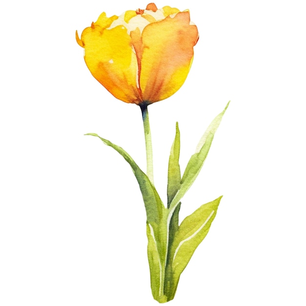 PSD flor de tulipa pintada a aquarela elemento de design desenhado à mão isolado em fundo transparente