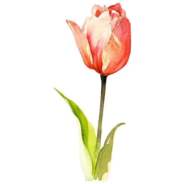 PSD flor de tulipa pintada a aquarela elemento de design desenhado à mão isolado em fundo transparente