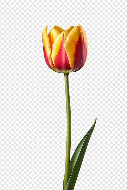 Flor de tulipa png isolada em fundo transparente