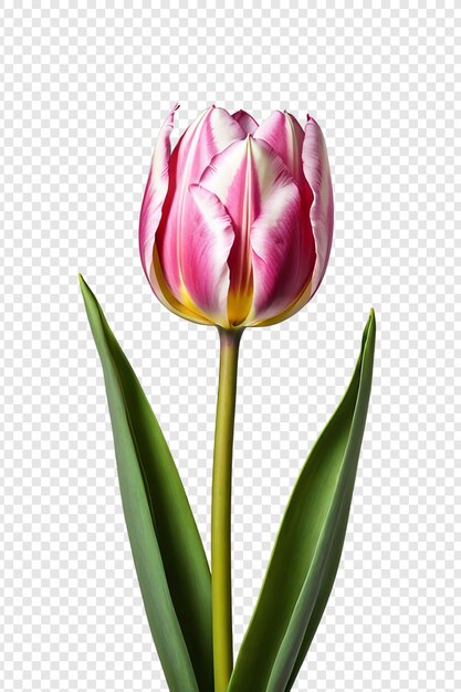 Flor de tulipa png isolada em fundo transparente