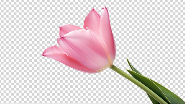 PSD flor de tulipa rosa isolada em fundo transparente