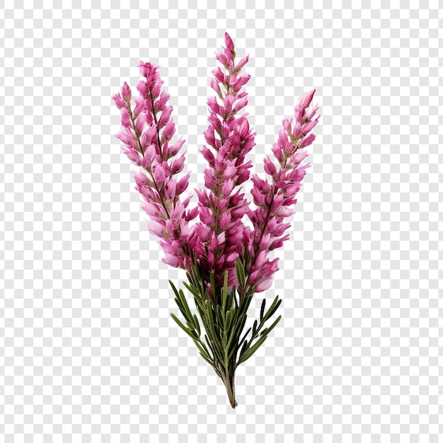 PSD flor de urze png isolada em fundo transparente