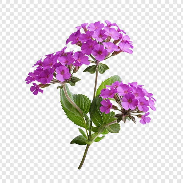 PSD flor de verbena isolada em fundo transparente