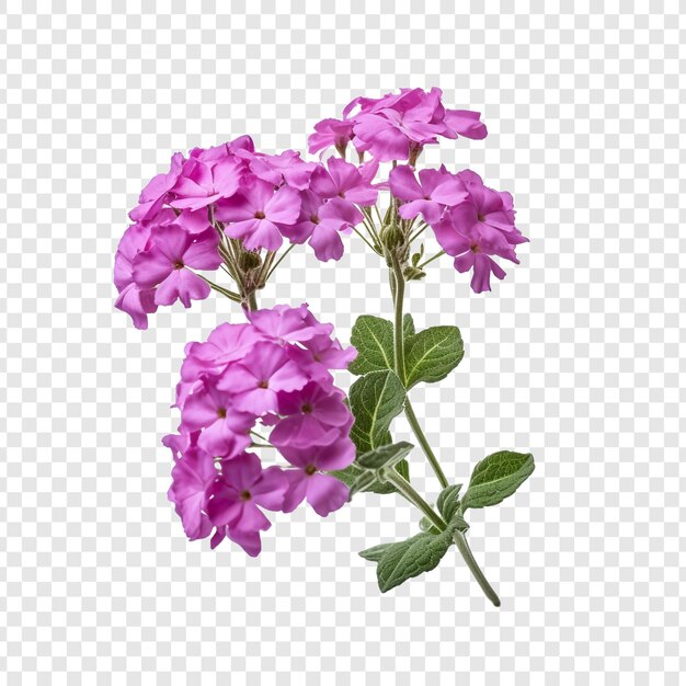 PSD flor de verbena png isolada em fundo transparente