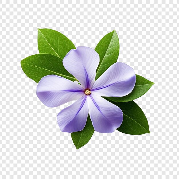 PSD flor de vinca isolada em fundo transparente