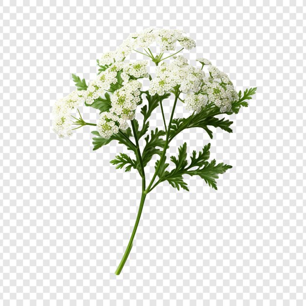 PSD flor de yarrow png isolada em fundo transparente