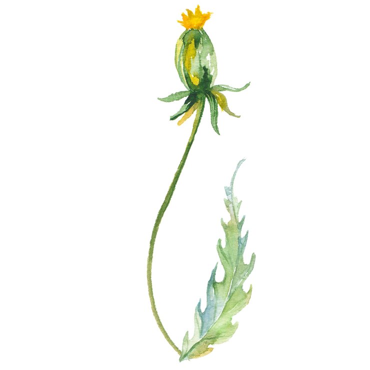 PSD flor de diente de león pintada con acuarela elementos de diseño de flores dibujados a mano aislados sobre fondo blanco