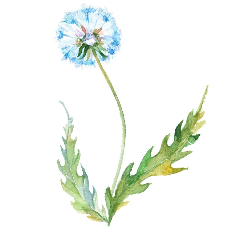 PSD flor de diente de león pintada con acuarela elementos de diseño de flores dibujados a mano aislados sobre fondo blanco