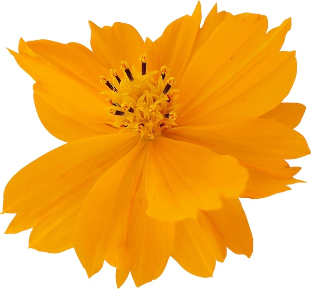 Flor do cosmos amarela e laranja em plena floração