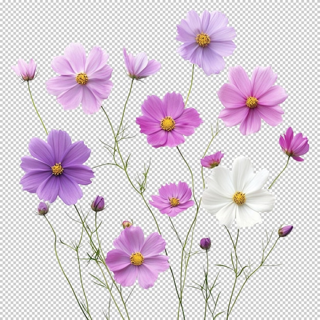 Flor do Cosmos isolada em fundo transparente
