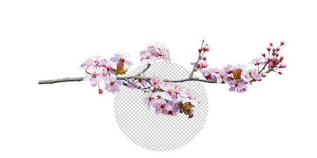 PSD flor de durazno rosa en primavera