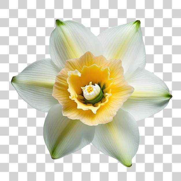 Una flor con una flor blanca y amarilla sobre un fondo transparente.