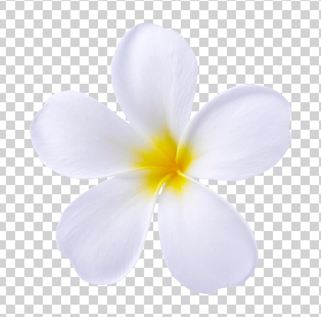 Flor florescente de phumelia ou champa ou flor do havaí isolada com traçado de recorte em fundo premium psd