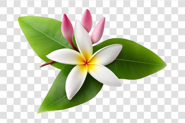 Flor de frangipani aislada sobre un fondo transparente png