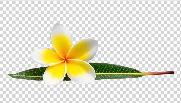 PSD flor de frangipani aislada sobre un fondo transparente