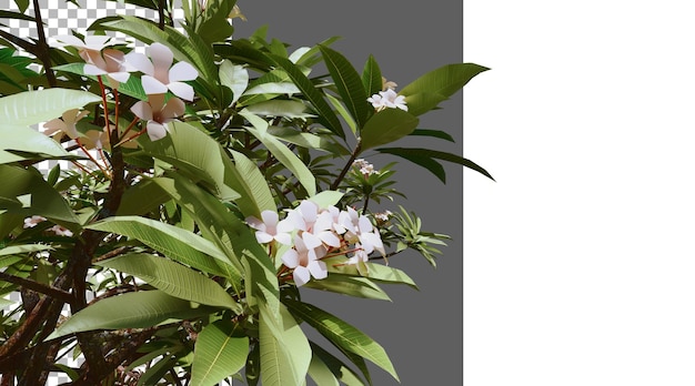 La flor de Frangipani es una representación 3D transparente.