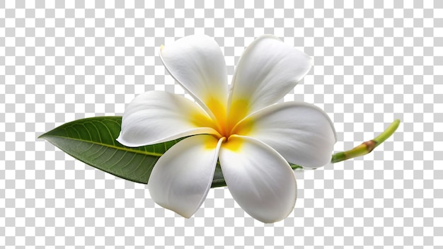 PSD flor de frangipani o plumeria aislada sobre un fondo transparente