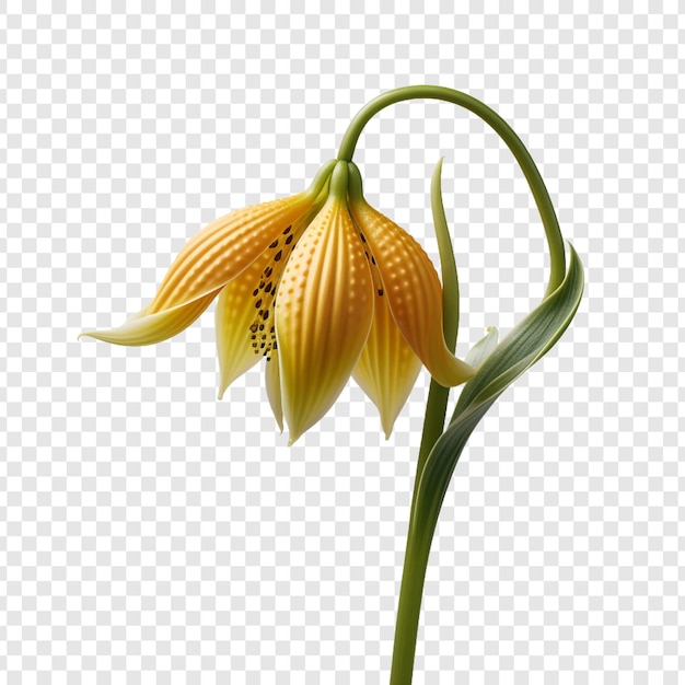 PSD flor de fritillaria aislada sobre un fondo transparente