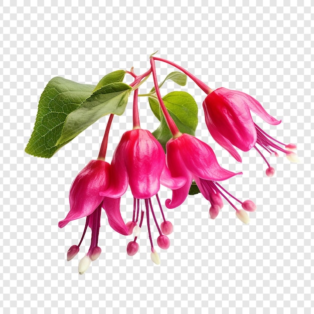 PSD flor fucsia png aislado sobre fondo transparente