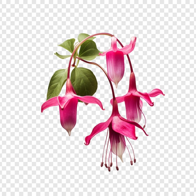 Flor fucsia png aislado sobre fondo transparente