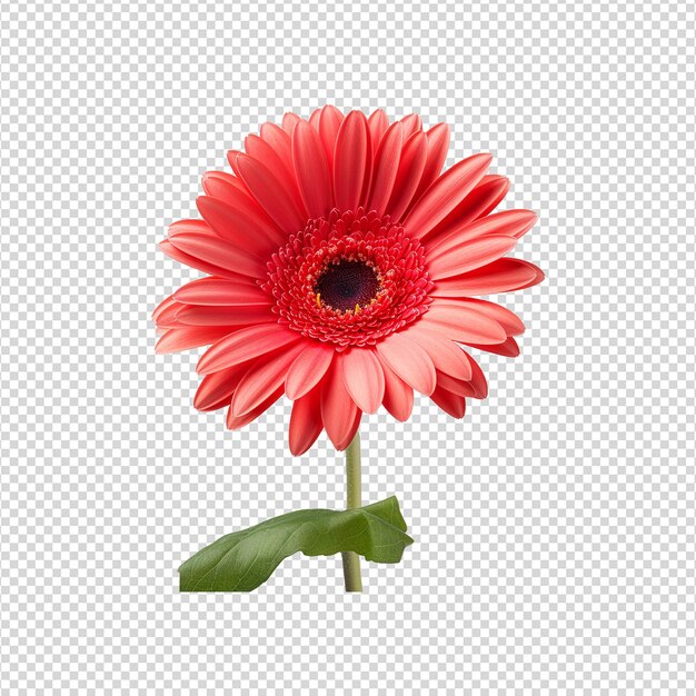 PSD la flor de gerbera aislada en un fondo transparente png