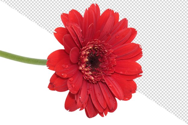 Flor de gerbera png