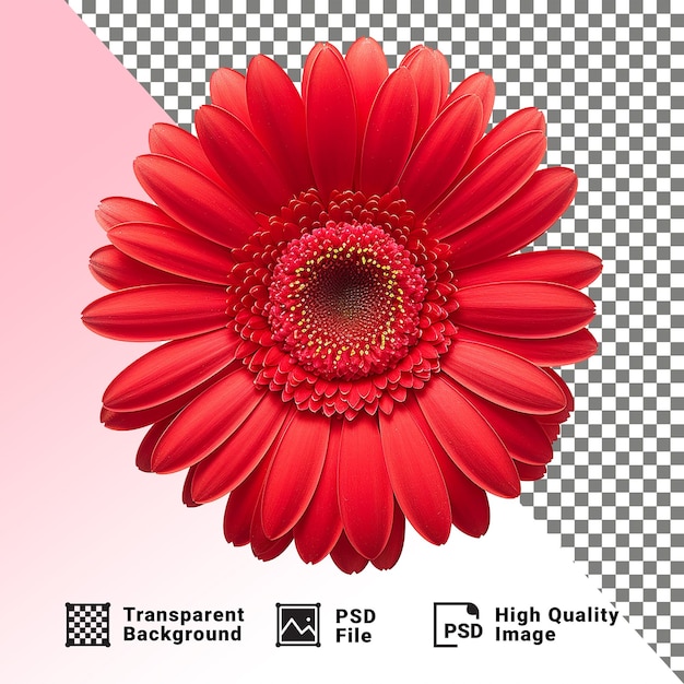 PSD flor de gerbera roja aislada sobre un fondo transparente