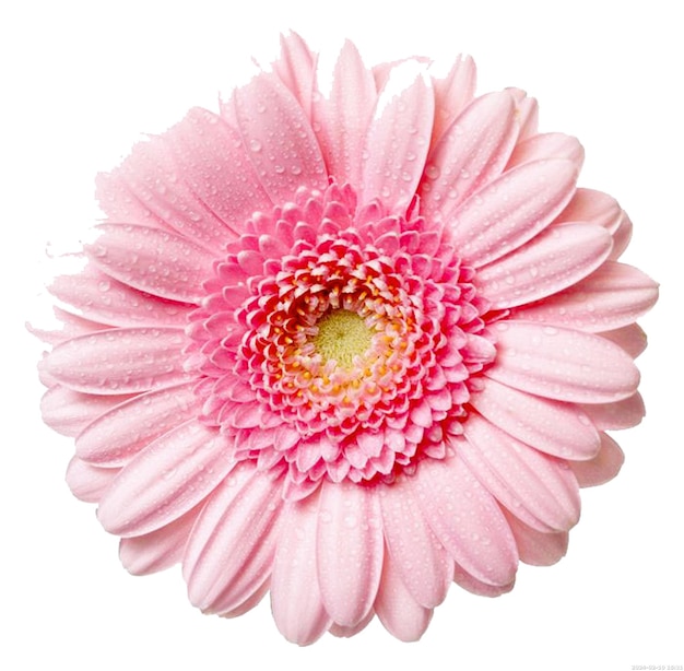 PSD flor de gerbera rosada flores rosadas flor de rosas gerbera arreglando flores de magenta png