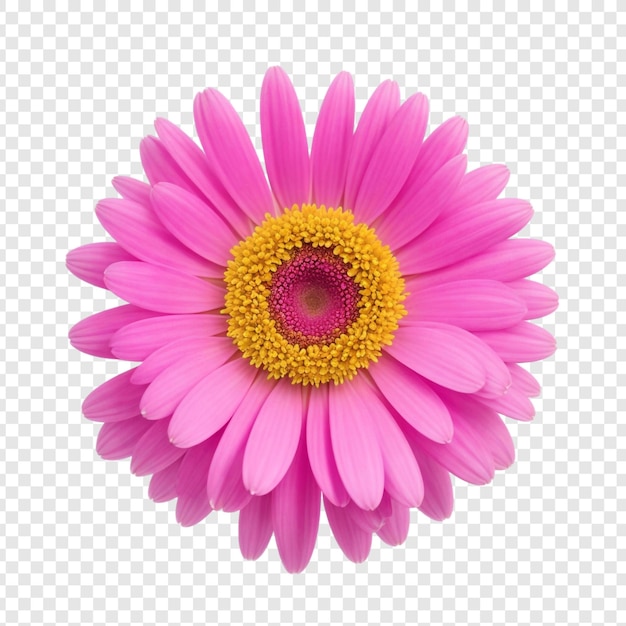 PSD la flor de gerbera rosada png aislada en un fondo transparente psd premium