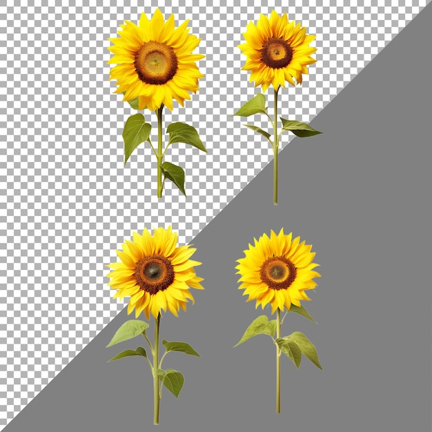 PSD flor de girasol sobre un fondo transparente generado por ai